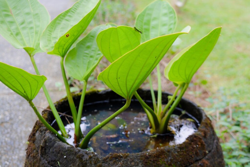 Planta chapéu-de-couro (Echinodorus grandiflorus) cultivada em um vaso com água