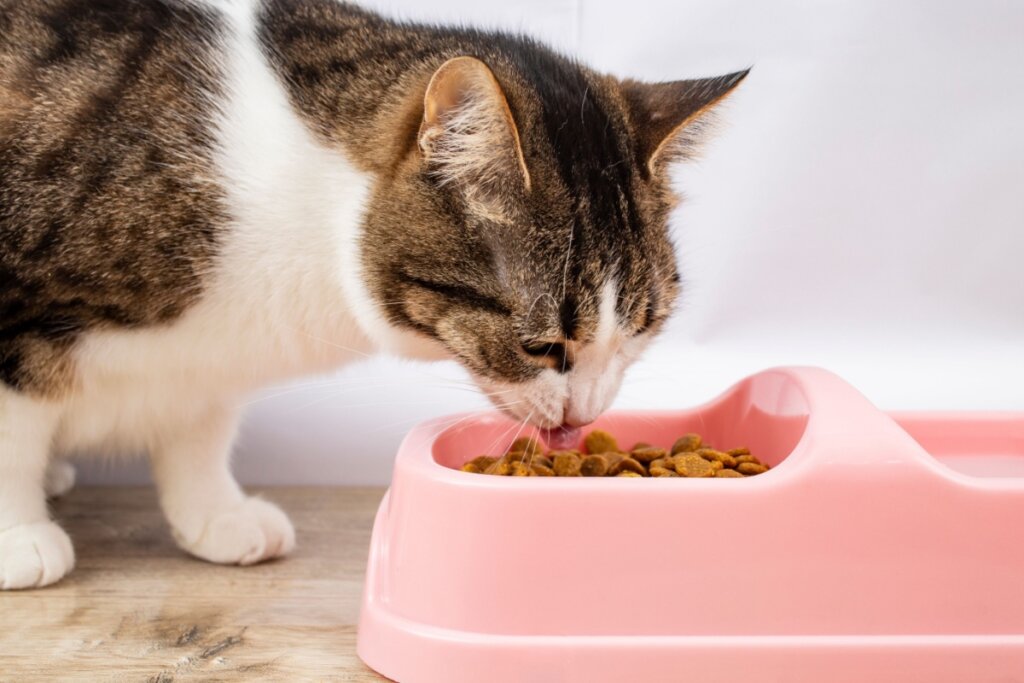 Gato se alimentando em potinho rosa com ração