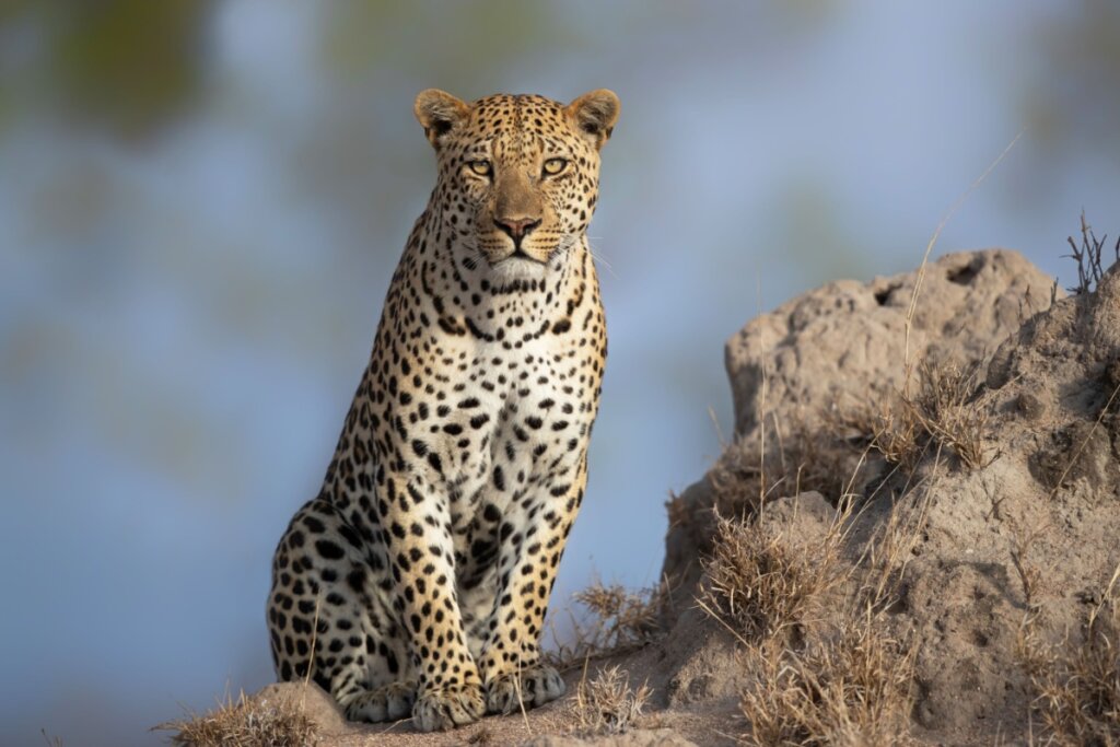 Leopardo sentado em cima de um monte 