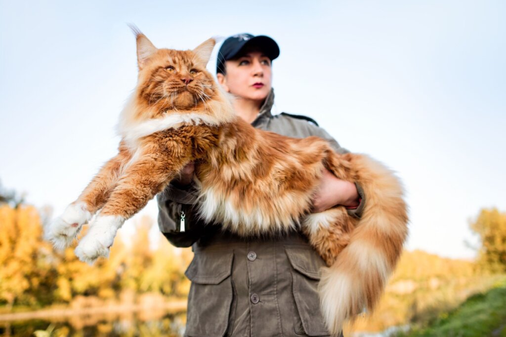 Mulher com gato da raça maine coon no colo 