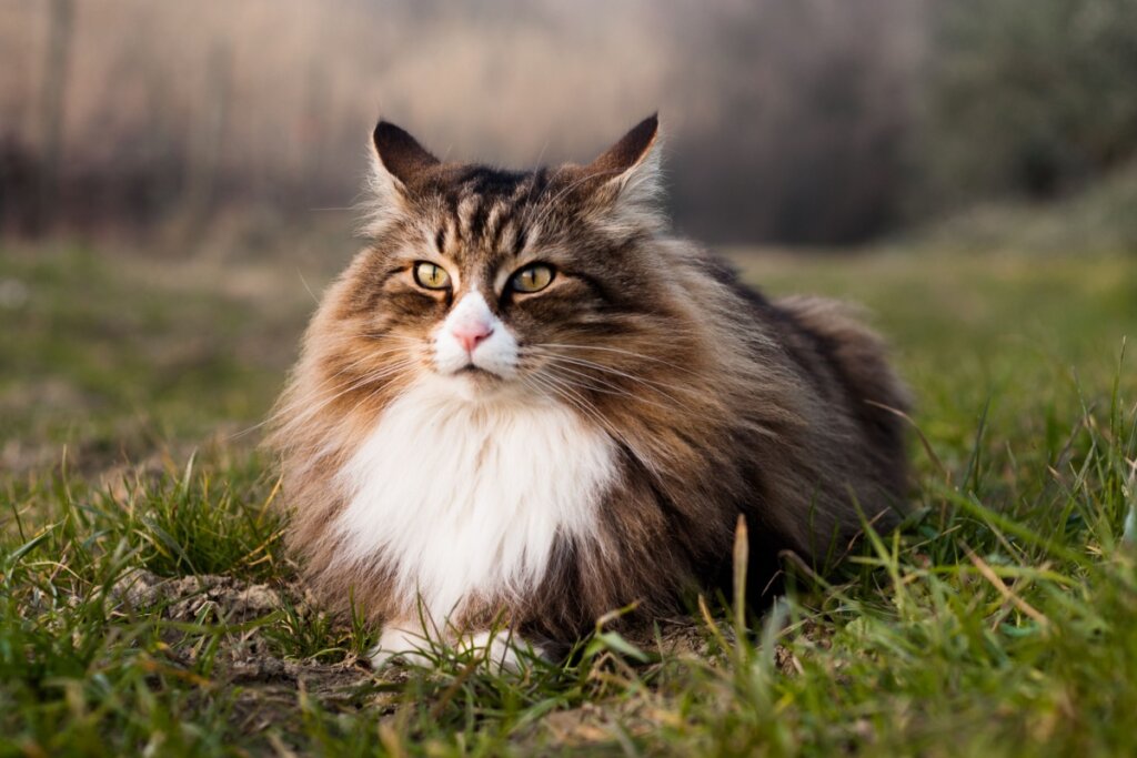 Gato da raça norueguês da floresta deitado na grama do quintal