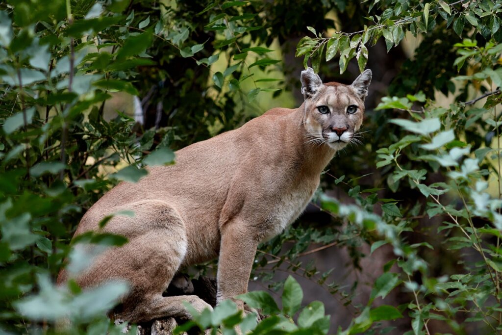 Puma sentado no meio das árvores