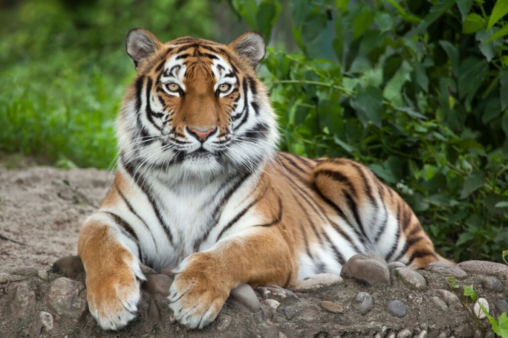 Tigre siberiano deitado em cima de uma pedra no meio da floresta