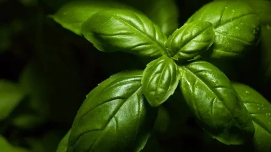 4 cuidados com o manjericão para manter as folhas sempre frescas