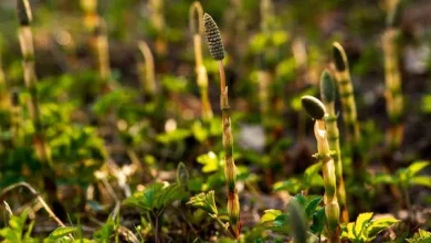 6 benefícios da cavalinha que vão além de resolver a retenção de líquidos