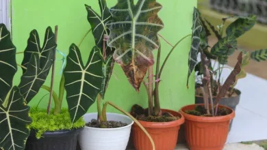 Alocasia polly com folhas amareladas 4 passos para salvar a planta