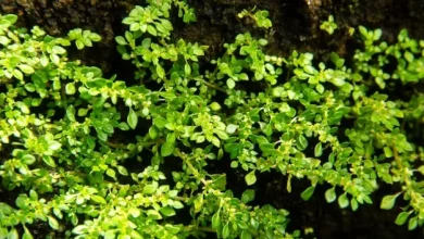 Brilhantina 4 benefícios medicinais da suculenta Pilea microphylla