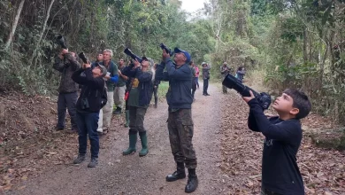 Passarinheiros fotografando espécies no Parque Estadual Cunhambebe