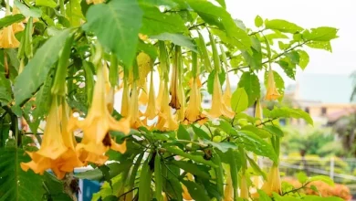 Lírio Trombeta 5 dicas para as flores pendentes durarem mais