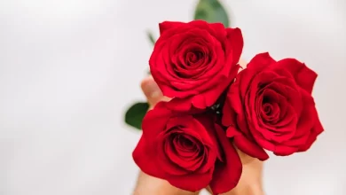 Rosas com pétalas secando 4 dicas para reviver suas flores