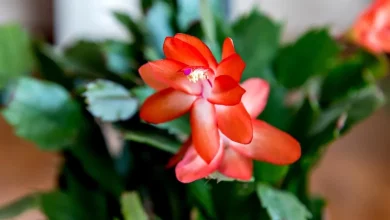 Suculenta flor-de-maio (Schlumbergera truncata)