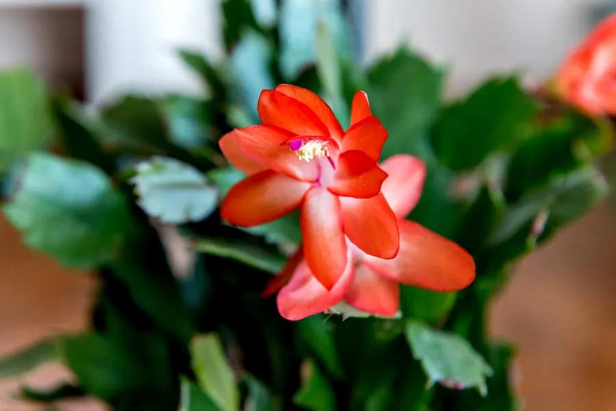 Suculenta flor-de-maio (Schlumbergera truncata)