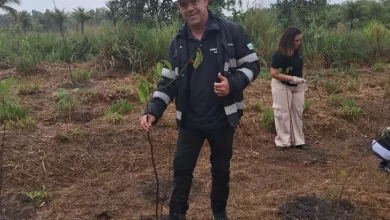 Homem plantando muda