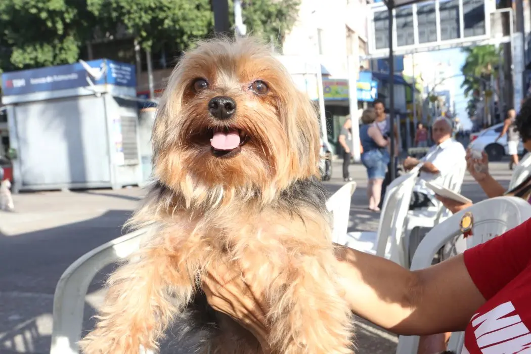 Tutores aproveitam o Dia D da Vacinação Antirrábica