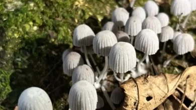 Cogumelos registrados durante o monitoramento no parque