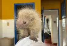 Filhote de ouriço-cacheiro resgatado por guarda-parques