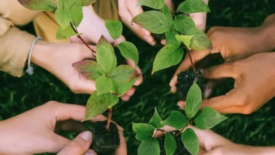 Mudas sendo preparadas para o plantio