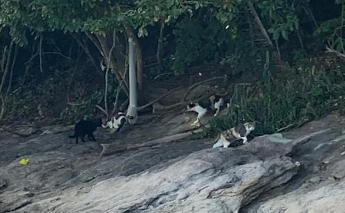 Grupo de felinos abandonados na Ilha Furtada
