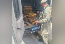 Pássaros silvestres são resgatados pela polícia ambiental.