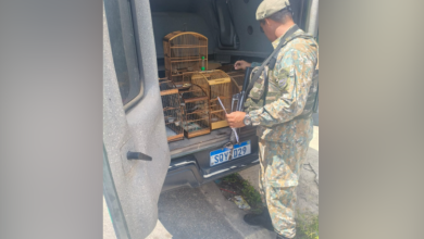 Pássaros silvestres são resgatados pela polícia ambiental.