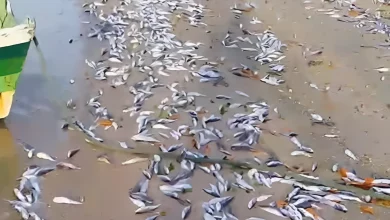 imagem mosgtra parte da praia repletga de peixe bagre-guri