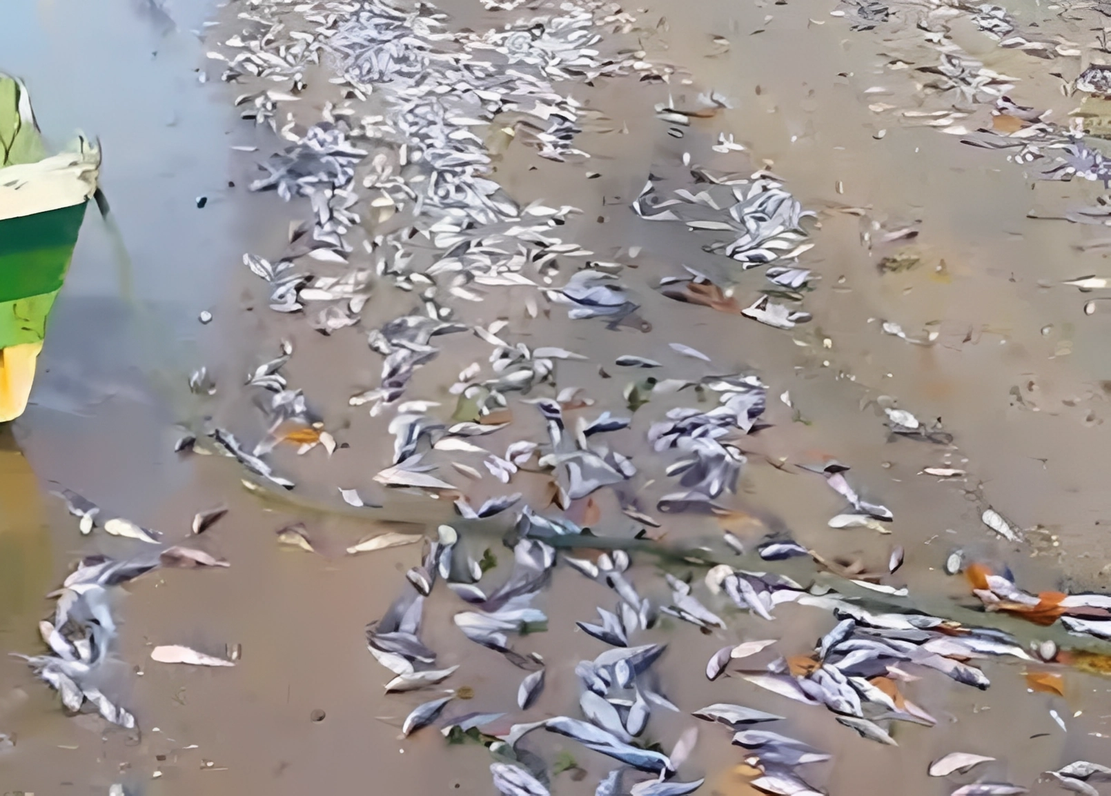 imagem mosgtra parte da praia repletga de peixe bagre-guri