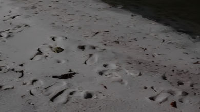 foto mostra praia com areia limpa após incidente com o bagre-guri