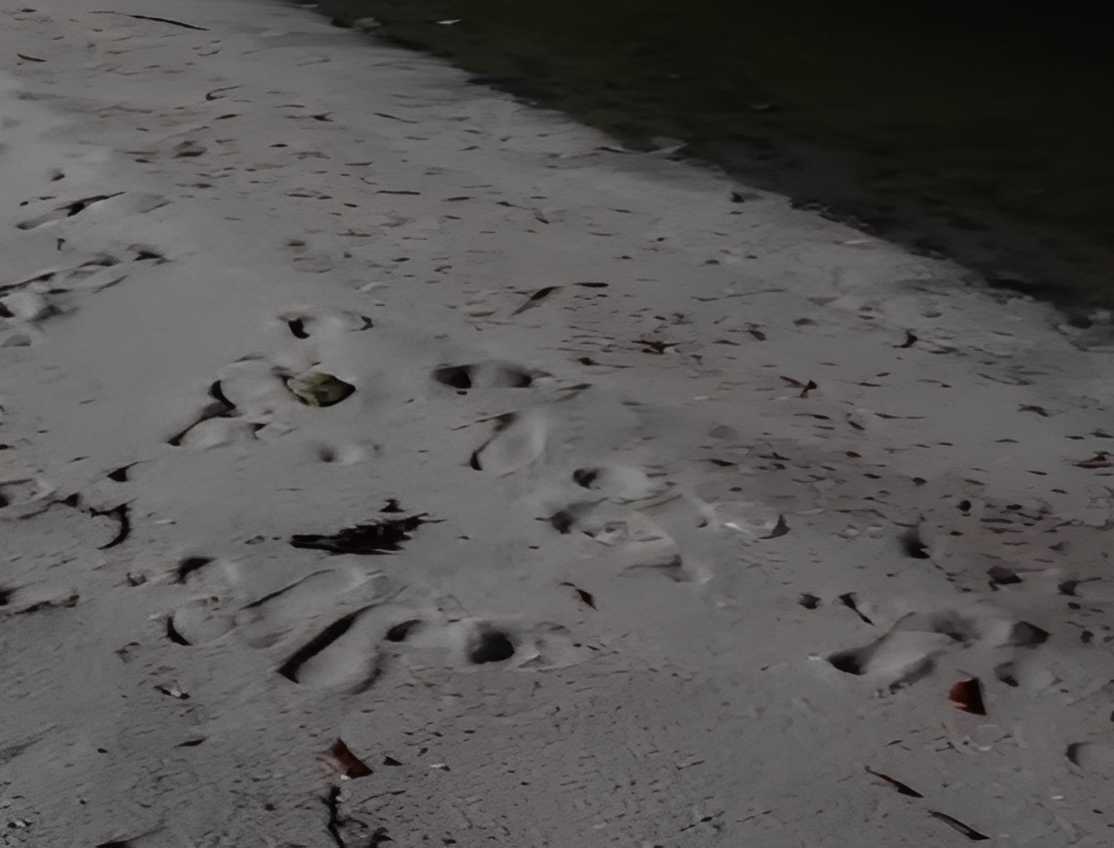 foto mostra praia com areia limpa após incidente com o bagre-guri