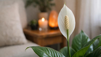 Feng Shui o papel silencioso do lírio-da-paz na harmonização emocional dos ambientes internos