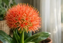 Lírio-sangu-salmão