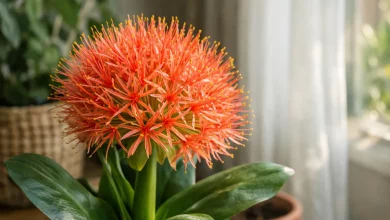 Lírio-sangu-salmão