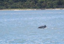 Dois golfinhos nadando lado a lado