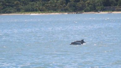Dois golfinhos nadando lado a lado