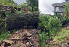Queda de árvore sobre casa ocorreu por volta das 22h30, durante forte temporal em Itaguaí.