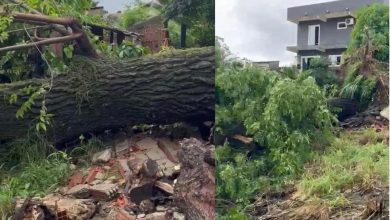 Queda de árvore sobre casa ocorreu por volta das 22h30, durante forte temporal em Itaguaí.