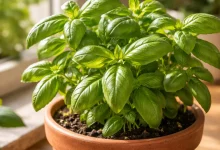 3 cuidados simples que deixam a alfavaca mais aromática e com folhas maiores