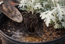 4 erros de drenagem que reduzem drasticamente a vida útil da cinerária