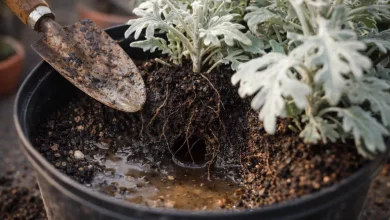 4 erros de drenagem que reduzem drasticamente a vida útil da cinerária