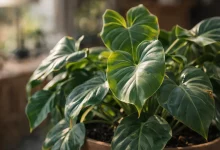 5 erros de iluminação que prejudicam o filodendro bernardo em ambientes internos