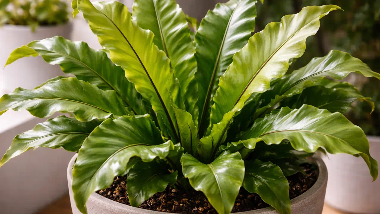 A aparência ornamental da asplênio nidus sofre com água fria direto nas raízes