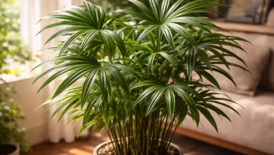 Ambientes com cerca de 7 horas de luz indireta favorecem a palmeira-ráfis saudável
