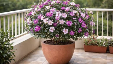 Manacá-da-serra anão - 5 anos de expectativa para florir em vaso grande