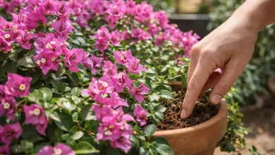 Primavera 1 ajuste de água que faz a planta sair das folhas e explodir em flores