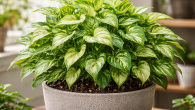 Sete maneiras eficazes enchem vasos médios com o singônio sem precisar de tutor