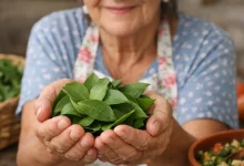 ora-pro-nóbis - Pereskia aculeata