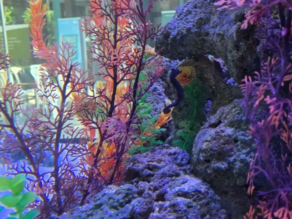 Atualmente, a Fazenda Marinha abriga 10 cavalos-marinhos em um tanque com água