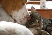 Serviço de castração gratuita de cães e gatos deve permanecer na cidade por duas semanas.