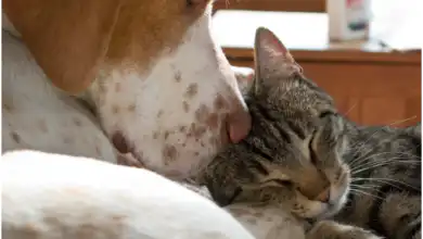 Serviço de castração gratuita de cães e gatos deve permanecer na cidade por duas semanas.