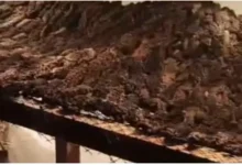 Pepinos-do-mar apreendidos durante a Operação Tritão