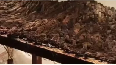 Pepinos-do-mar apreendidos durante a Operação Tritão